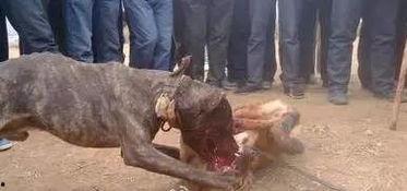 现场暴力血腥娱乐,暴力娱乐的黑暗面揭露